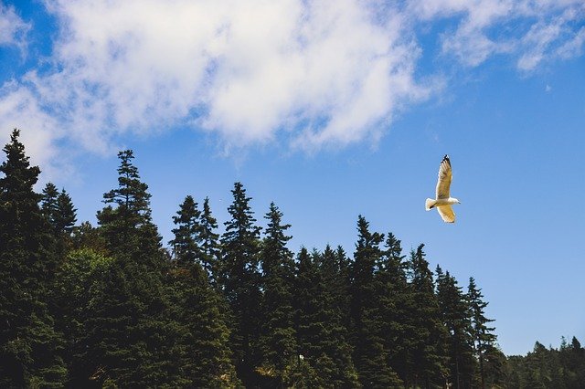 Téléchargement gratuit Acadia National Park Maine - photo ou image gratuite à éditer avec l'éditeur d'images en ligne GIMP