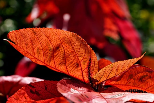 免费下载 Acalypha wilkesiana 叶子掉落免费图片，使用 GIMP 免费在线图像编辑器进行编辑