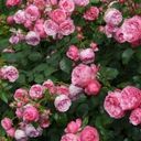 A Cascade of Rosa Line Renaud  screen for extension Chrome web store in OffiDocs Chromium A Cascade of Rosa Line Renaud  screen for extension Chrome web store in OffiDocs Chromium