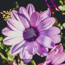 A Celestial Bloom: Osteospermum  screen for extension Chrome web store in OffiDocs Chromium