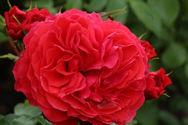 Free picture Acen Castle Holland Rose -  to be edited by GIMP free image editor by OffiDocs