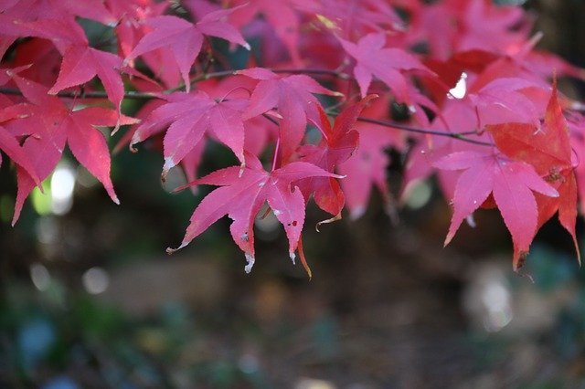 Descărcare gratuită Acer Fall Leaves - fotografie sau imagini gratuite pentru a fi editate cu editorul de imagini online GIMP