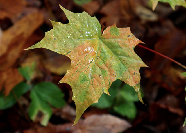 Free download acer maple leaf autumn after rain free picture to be edited with GIMP free online image editor