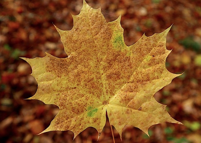 Free download acer maple leaf autumn fall dry free picture to be edited with GIMP free online image editor