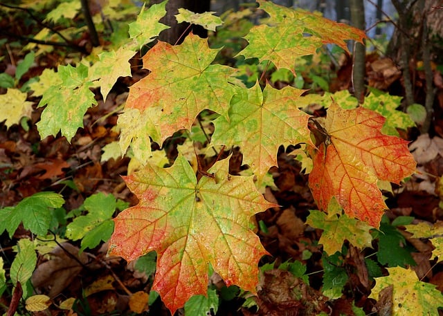 Free download acer maple leaves autumn colored free picture to be edited with GIMP free online image editor