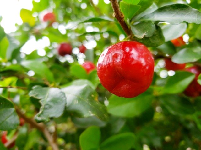 Free download Acerola Fruit -  free photo or picture to be edited with GIMP online image editor