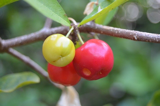 Libreng download Acerola Fruit Green - libreng larawan o larawan na ie-edit gamit ang GIMP online na editor ng imahe