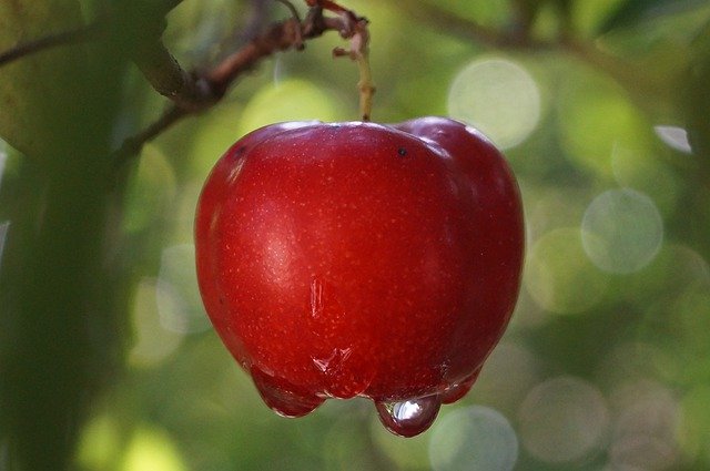 Free picture Acerola Fruit Tropical -  to be edited by GIMP free image editor by OffiDocs
