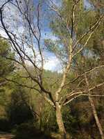 Free download Acer pseudoplatanus free photo or picture to be edited with GIMP online image editor