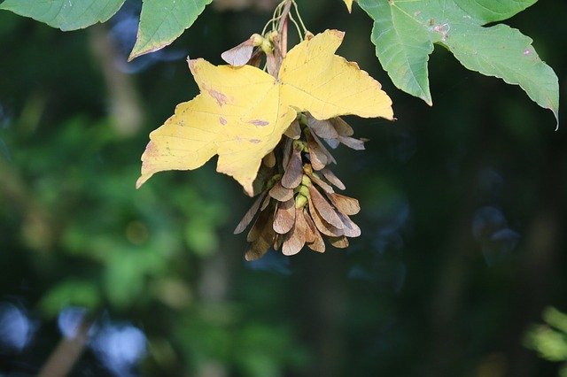 Free download Acer Seeds Tree -  free photo or picture to be edited with GIMP online image editor