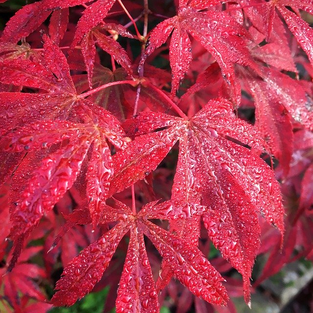 Template Photo Acer Tree Leaves Rain -  for OffiDocs