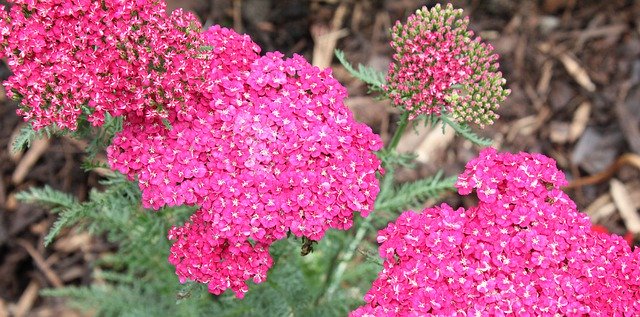 Free download Achillea Plant Yarrow -  free photo or picture to be edited with GIMP online image editor