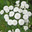 Achillea ptarmica flower wallpaper  screen for extension Chrome web store in OffiDocs Chromium