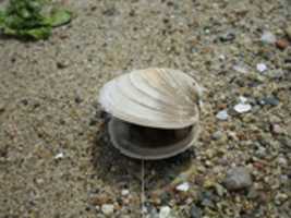Free download A Clam with its Mouth Open free photo or picture to be edited with GIMP online image editor