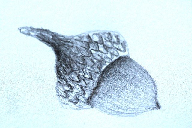 Free download Acorn Fruit -  free illustration to be edited with GIMP free online image editor