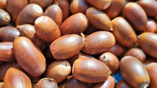 Download gratuito Acorn Fruit Dotorimuk - foto o immagine gratuita da modificare con l'editor di immagini online di GIMP