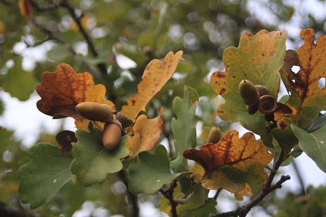 Free picture Acorn Leaves -  to be edited by GIMP free image editor by OffiDocs