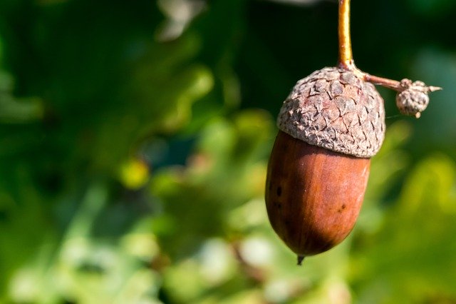Free download Acorn Nature Forest -  free photo or picture to be edited with GIMP online image editor