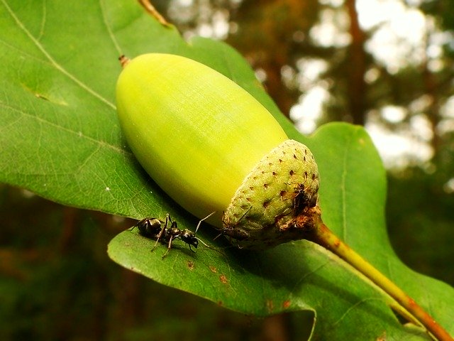 Free download Acorn Oak Plant Fruit -  free photo or picture to be edited with GIMP online image editor