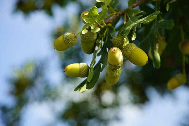 Free download acorn oak tree branch sky free picture to be edited with GIMP free online image editor