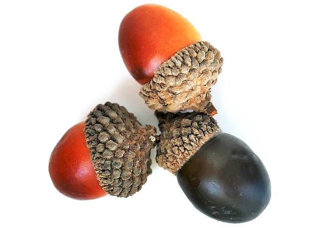 Free download Acorns Autumn Seeds -  free photo or picture to be edited with GIMP online image editor