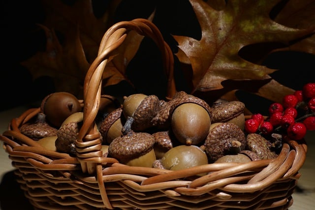 Free download acorns basket shopping cart seeds free picture to be edited with GIMP free online image editor