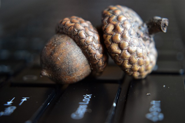 Free download acorn seeds keyboard laptop fruit free picture to be edited with GIMP free online image editor