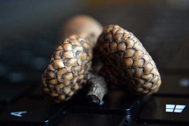 Free download acorn seeds keyboard oaknut nut free picture to be edited with GIMP free online image editor