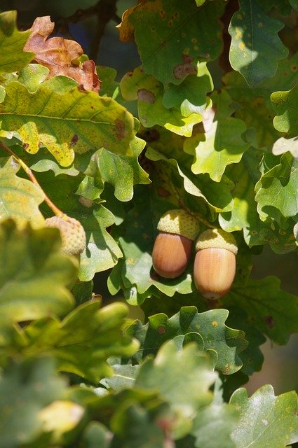 Gratis download Acorns Oak - gratis foto of afbeelding om te bewerken met GIMP online afbeeldingseditor