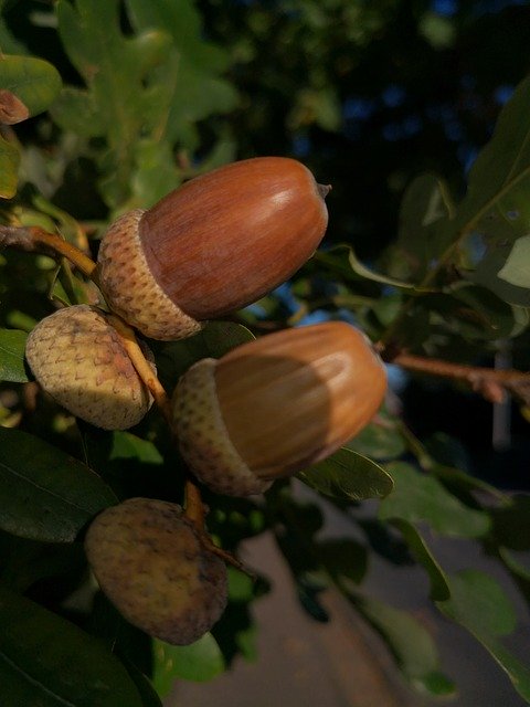 Téléchargement gratuit de Acorns Oak Nature - photo ou image gratuite à modifier avec l'éditeur d'images en ligne GIMP