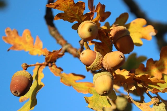 Kostenloser Download von Eicheln, Eichenblättern, Quercus-Baum, kostenloses Bild zur Bearbeitung mit dem kostenlosen Online-Bildeditor GIMP