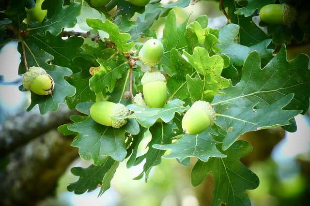 Free download Acorns Oak Tree -  free free photo or picture to be edited with GIMP online image editor