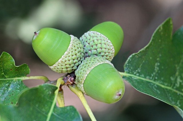 Descărcare gratuită Acorns Oak Tree Fruit - fotografie sau imagine gratuită pentru a fi editată cu editorul de imagini online GIMP