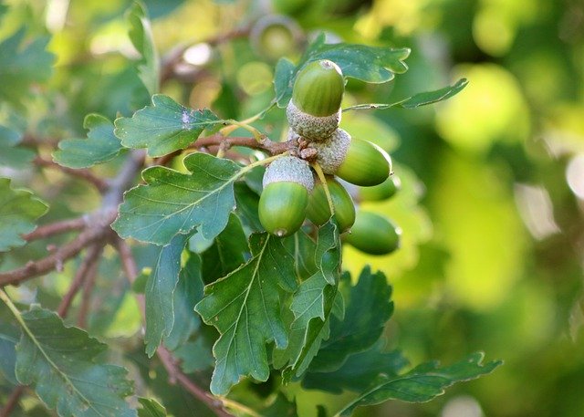 Free download Acorns Oak Tree Leaves -  free photo or picture to be edited with GIMP online image editor