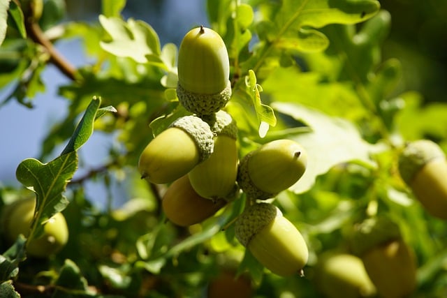 Free download acorns oak tree tree autumn fall free picture to be edited with GIMP free online image editor