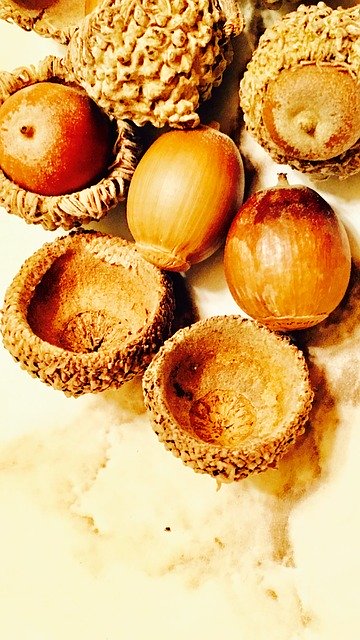 הורדה חינם של Acorns Seeds - איור חינם לעריכה עם עורך תמונות מקוון בחינם של GIMP