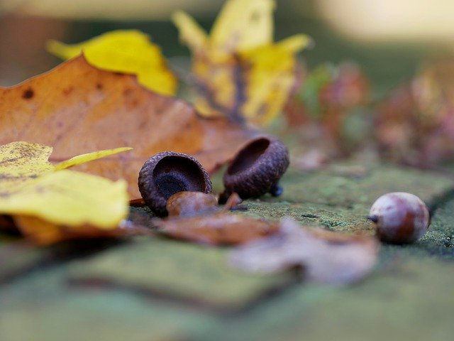 Template Photo Acorns Wall Nature -  for OffiDocs