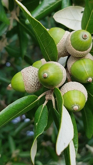 Free download Acorn Tree -  free photo or picture to be edited with GIMP online image editor