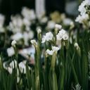 A Dainty Dance of Narcissus tazetta  screen for extension Chrome web store in OffiDocs Chromium