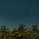 A Dark Blue Sky above Palm Trees  screen for extension Chrome web store in OffiDocs Chromium