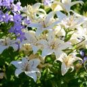 A Dazzling Medley of Lilium and Campanula  screen for extension Chrome web store in OffiDocs Chromium