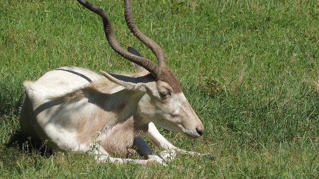 Free download Addax Nasomaculatus The -  free photo or picture to be edited with GIMP online image editor