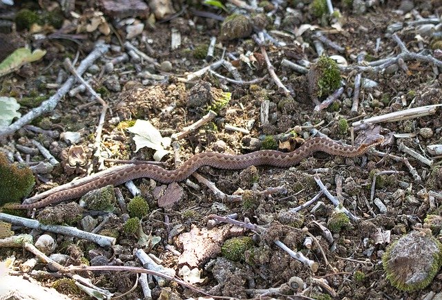 Bezpłatne pobieranie Adder Viper Snake - darmowe zdjęcie lub obraz do edycji za pomocą internetowego edytora obrazów GIMP