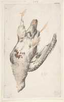 Free download A Dead Bird (Quail?) Seen from Below. free photo or picture to be edited with GIMP online image editor