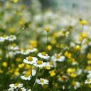 A Delicate Carpet of Chamomile and Buttercups  screen for extension Chrome web store in OffiDocs Chromium