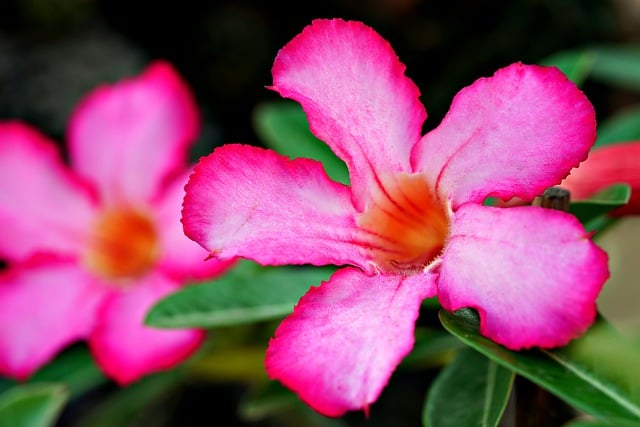 Free download adenium flora flower nature botany free picture to be edited with GIMP free online image editor