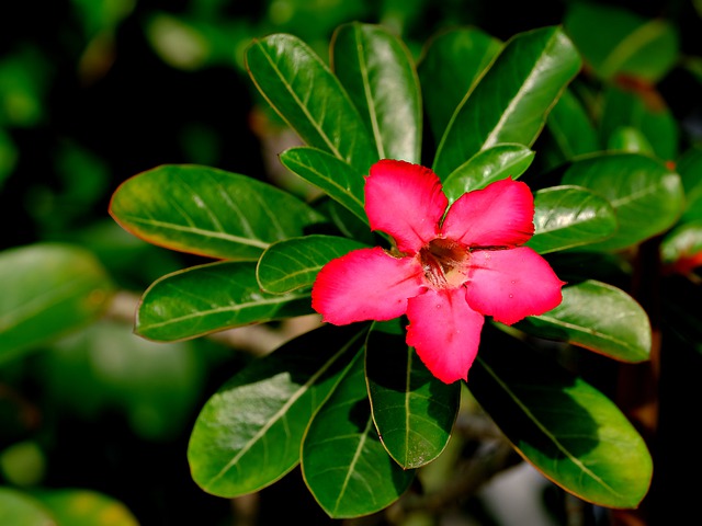 Free download adenium flower flora nature botany free picture to be edited with GIMP free online image editor