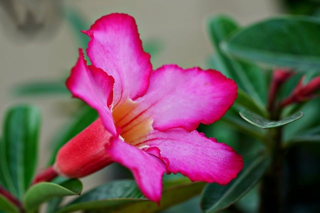 Free graphic adenium flower plant desert rose to be edited by GIMP free image editor by OffiDocs