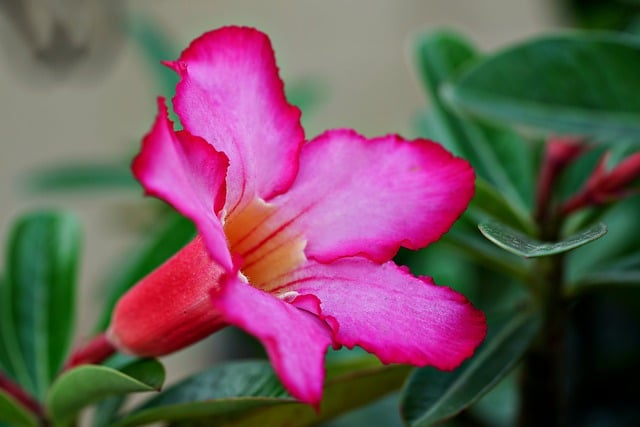 Kostenloser Download der Adenium-Blume, Wüstenrose, kostenloses Bild zur Bearbeitung mit dem kostenlosen Online-Bildeditor GIMP