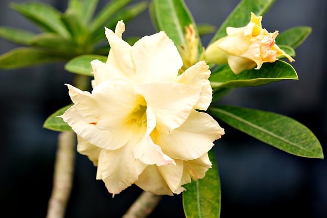 Unduh gratis gambar kelopak tanaman bunga adenium gratis untuk diedit dengan editor gambar online gratis GIMP